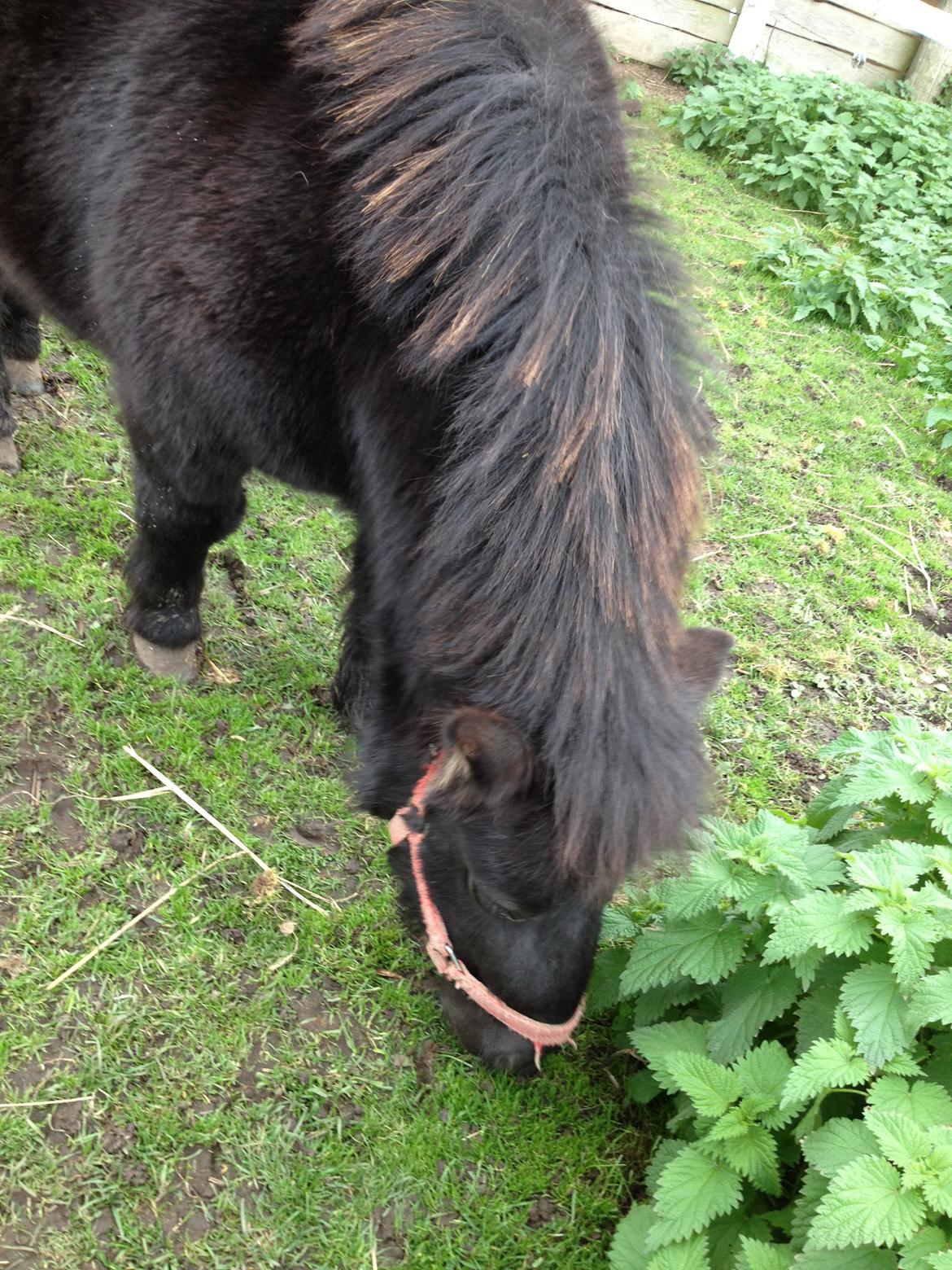 Shetlænder Chamil billede 17