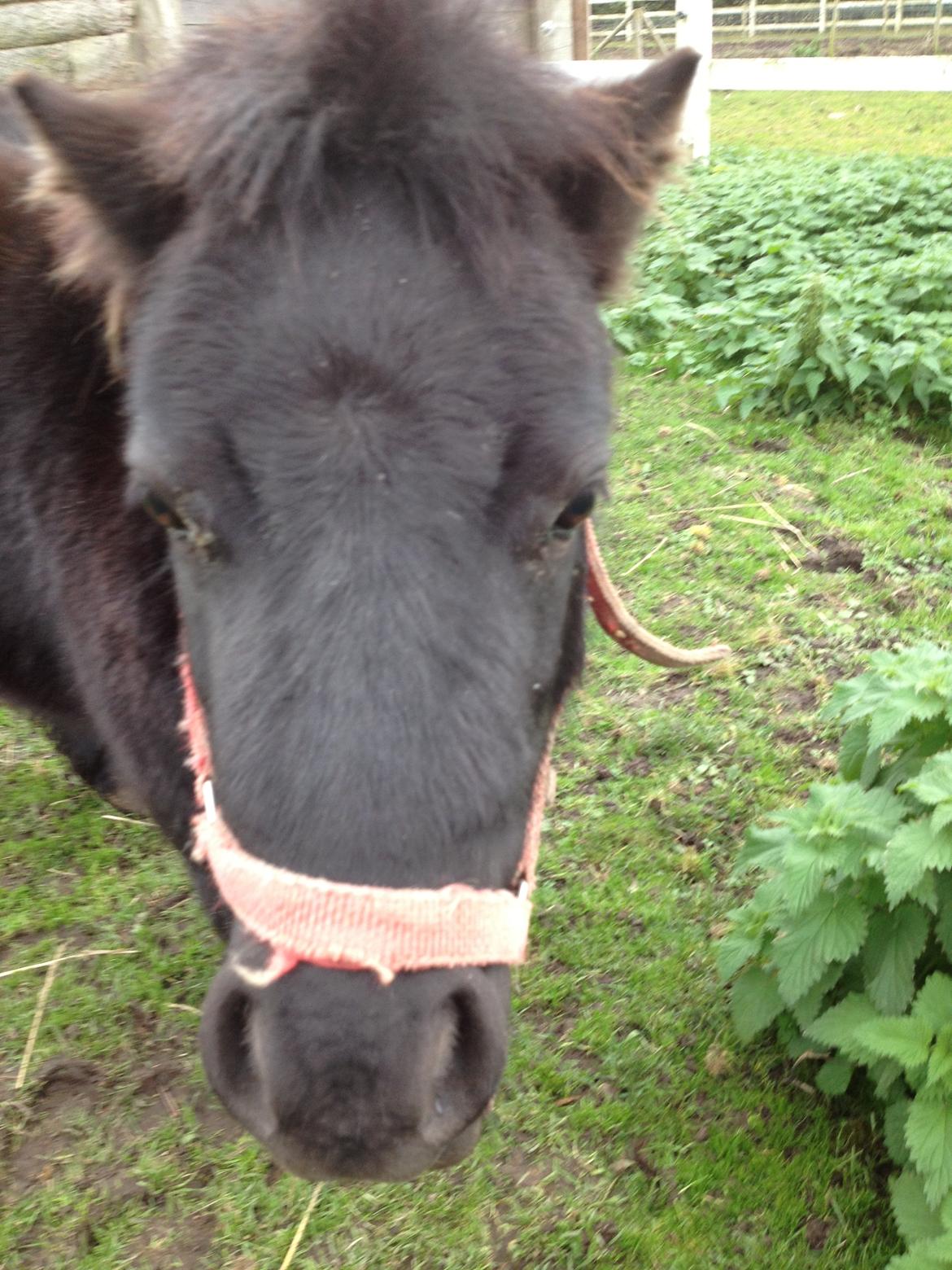 Shetlænder Chamil billede 18