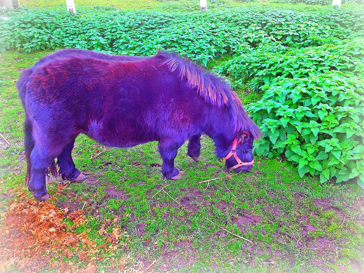 Shetlænder Chamil - redigeret lidt billede 19