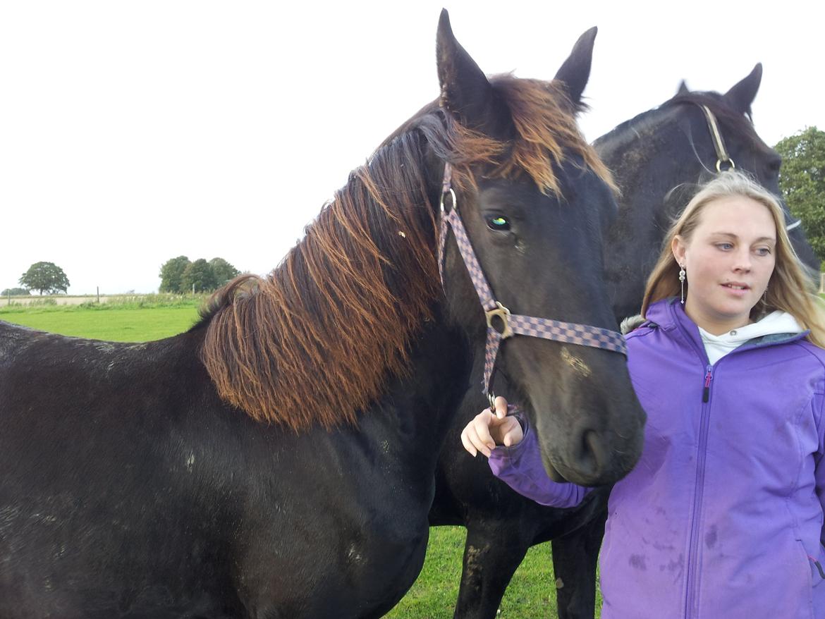 Frieser Jackie af Birkely - Hos gamle ejer. Billede taget da jeg tilfældigvis kørte forbi, på vej hjem fra Legoland :) billede 43