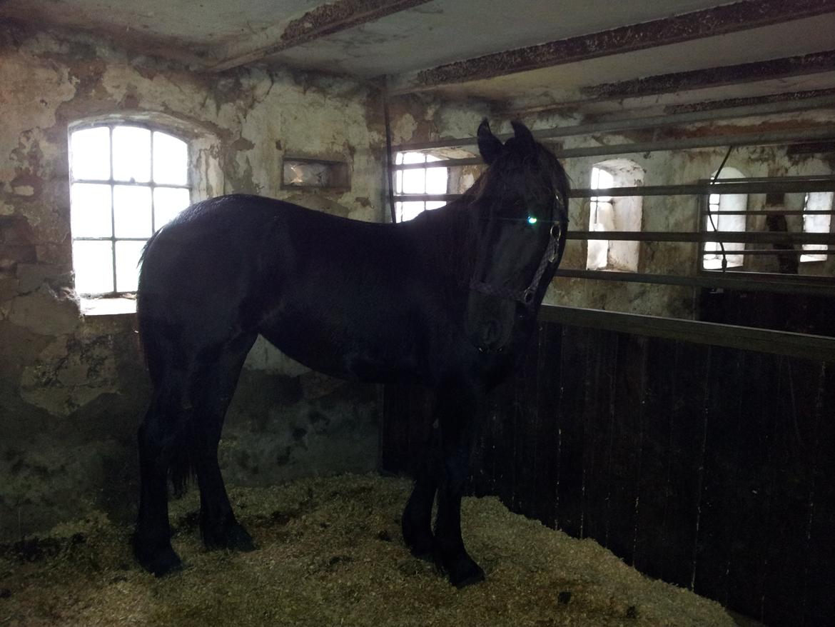 Frieser Jackie af Birkely - Hos gamle ejer - dagen for handelsundersøgelsen :) billede 42