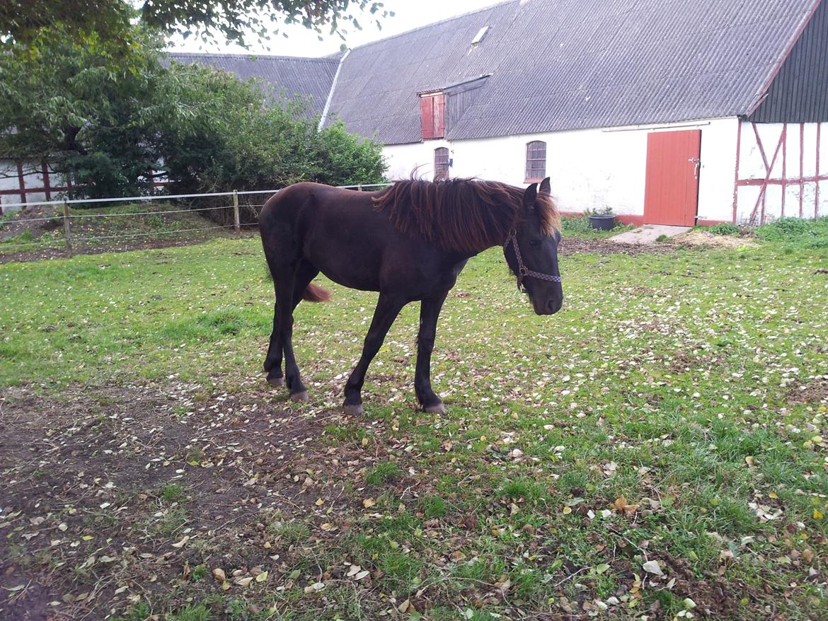 Frieser Jackie af Birkely billede 38