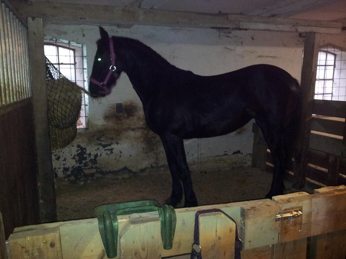 Frieser Jackie af Birkely - I sin nye boks billede 35