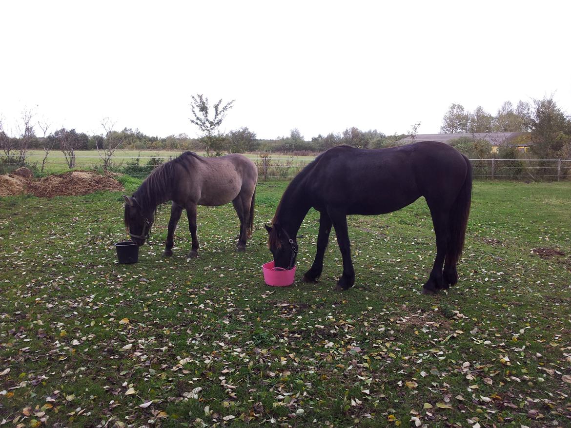 Frieser Jackie af Birkely - Får sin morgenmad på folden sammen med Masca grundet syg hest i stalden, der ikke må få mam. billede 34