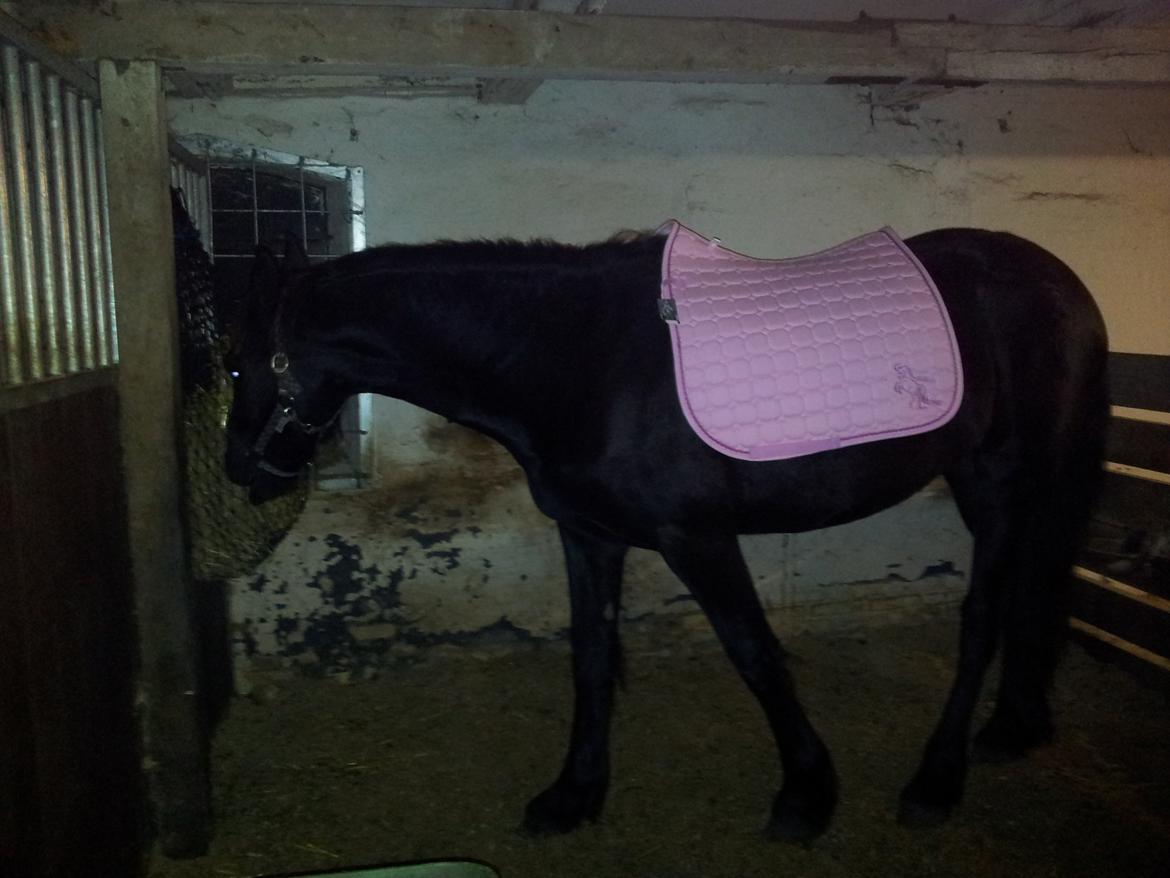 Frieser Jackie af Birkely - Jackie med underlag på får første gang :) billede 33