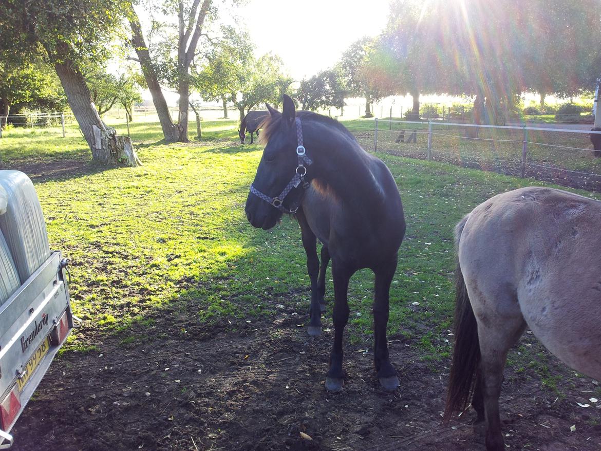 Frieser Jackie af Birkely - Kigger på traileren, som lige er kommet med wrap :P billede 30