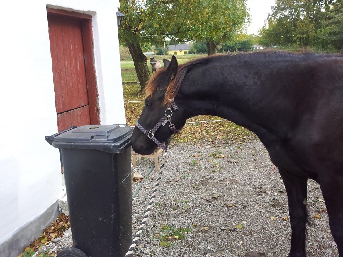 Frieser Jackie af Birkely - Hilser på en skraldespand efter hjemkomst ved første gåtur alene. billede 32