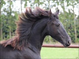 Frieser Jackie af Birkely - Venligst lånt af tidligere ejer billede 46