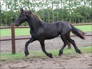 Frieser Jackie af Birkely - Venligst lånt af tidligere ejer billede 45