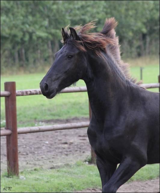 Frieser Jackie af Birkely - Venligst lånt af tidligere ejer billede 44