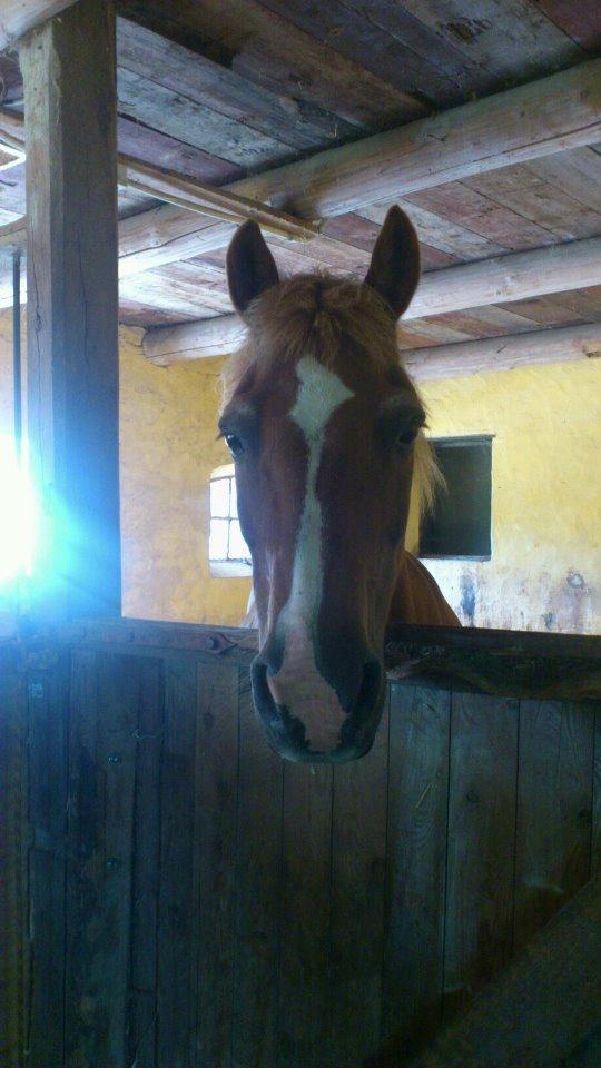 Anden særlig race Min Dreng Belci Hood:-*** - Belci Hood I stalden billede 4