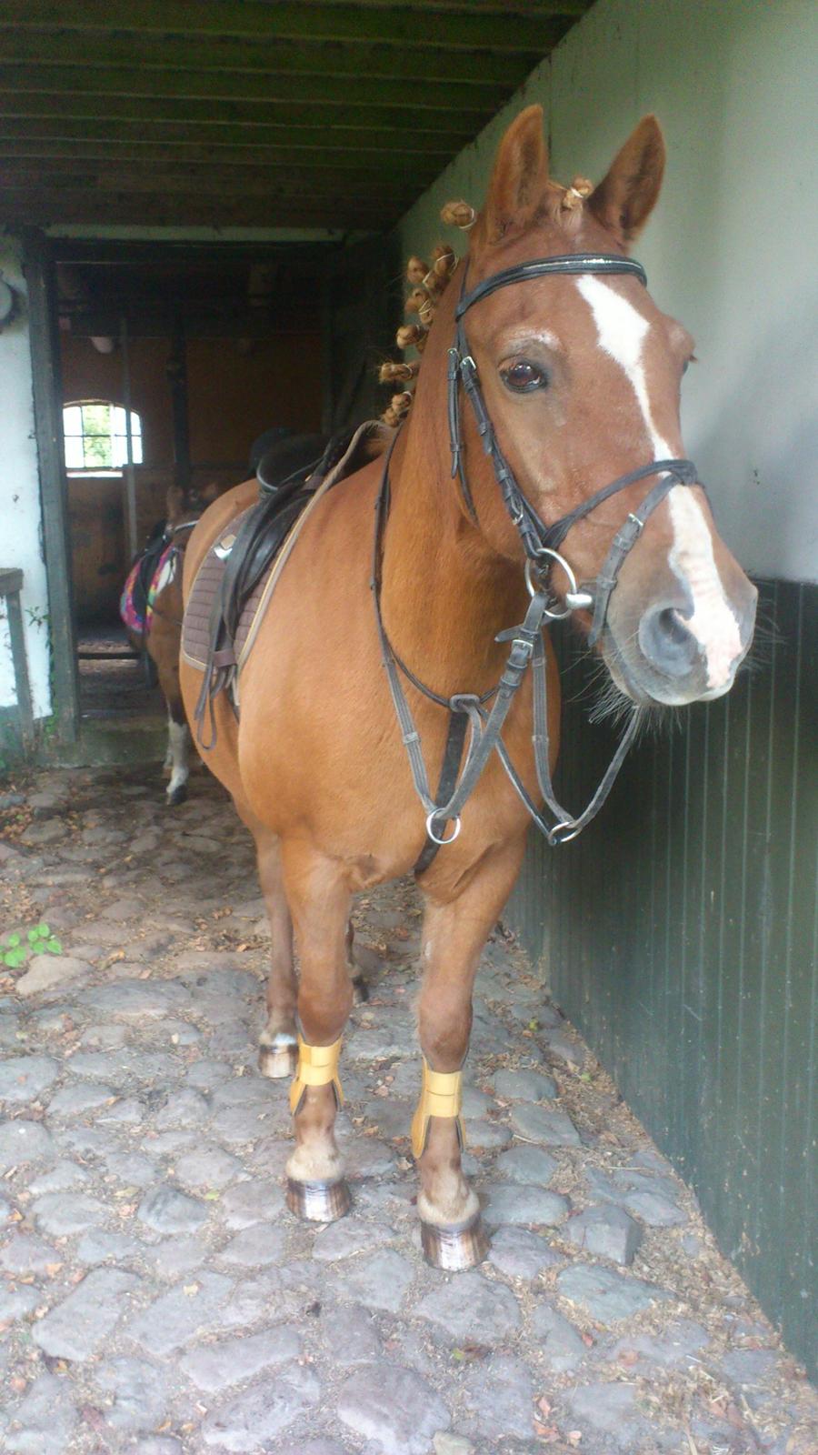 Anden særlig race Min Dreng Belci Hood:-*** - FLOTTE DIGGGG!!! billede 6