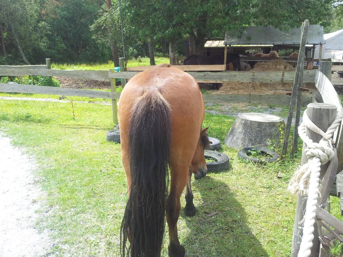 Islænder Fönix fra Valhalla billede 9