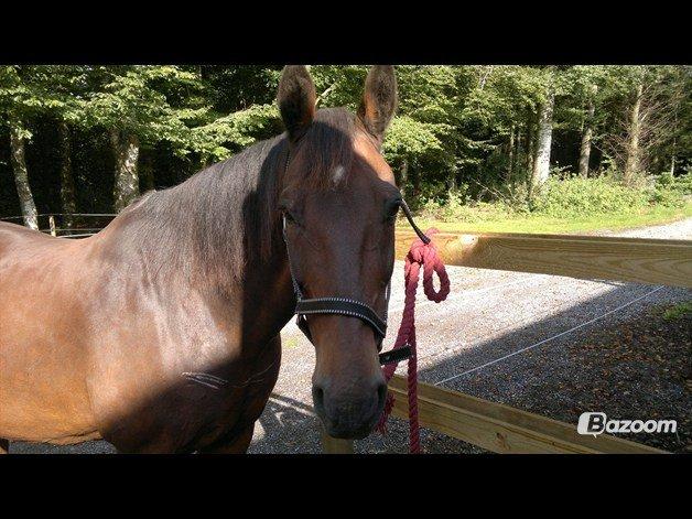 Anden særlig race Sati - Smukke Sati, billedet er lånt af min stedmor. billede 1