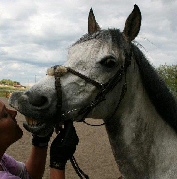 Arabisk fuldblod (OX) CA Kemt ox - min skøre hest<3<3<3 billede 10