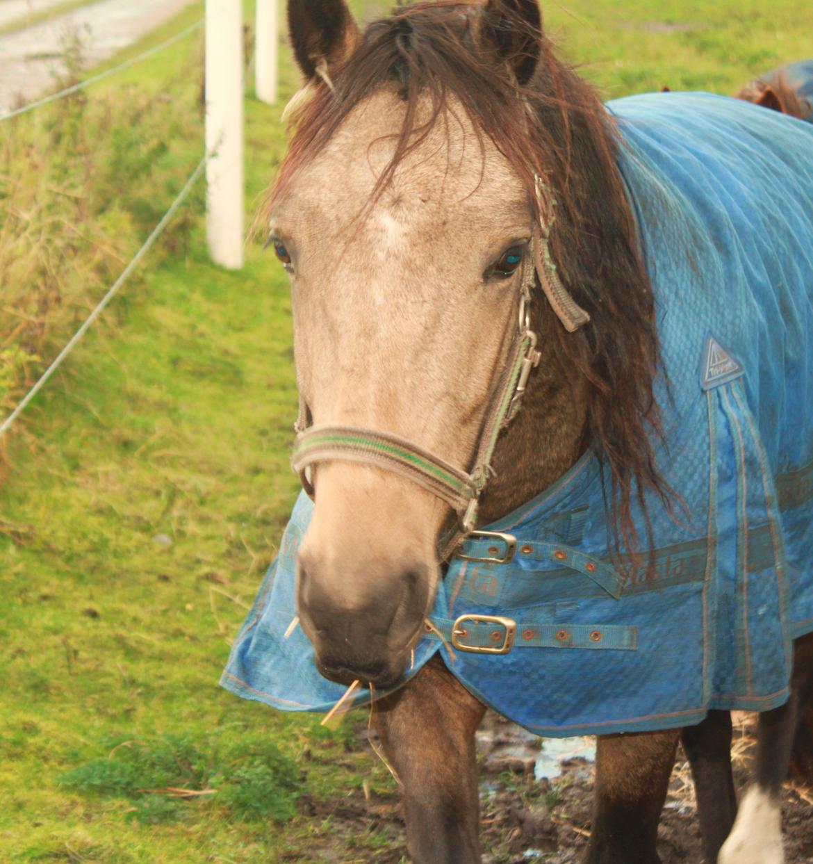 Anden særlig race Landlystes Prins Abbacus Valentino billede 10