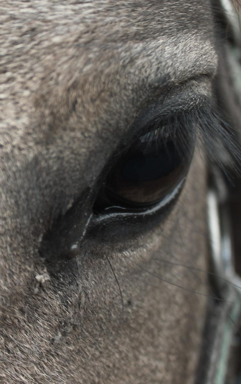 Anden særlig race Landlystes Prins Abbacus Valentino billede 11