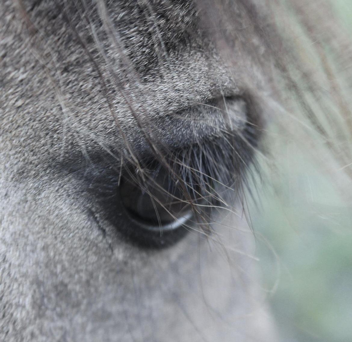 Anden særlig race Landlystes Prins Abbacus Valentino billede 6