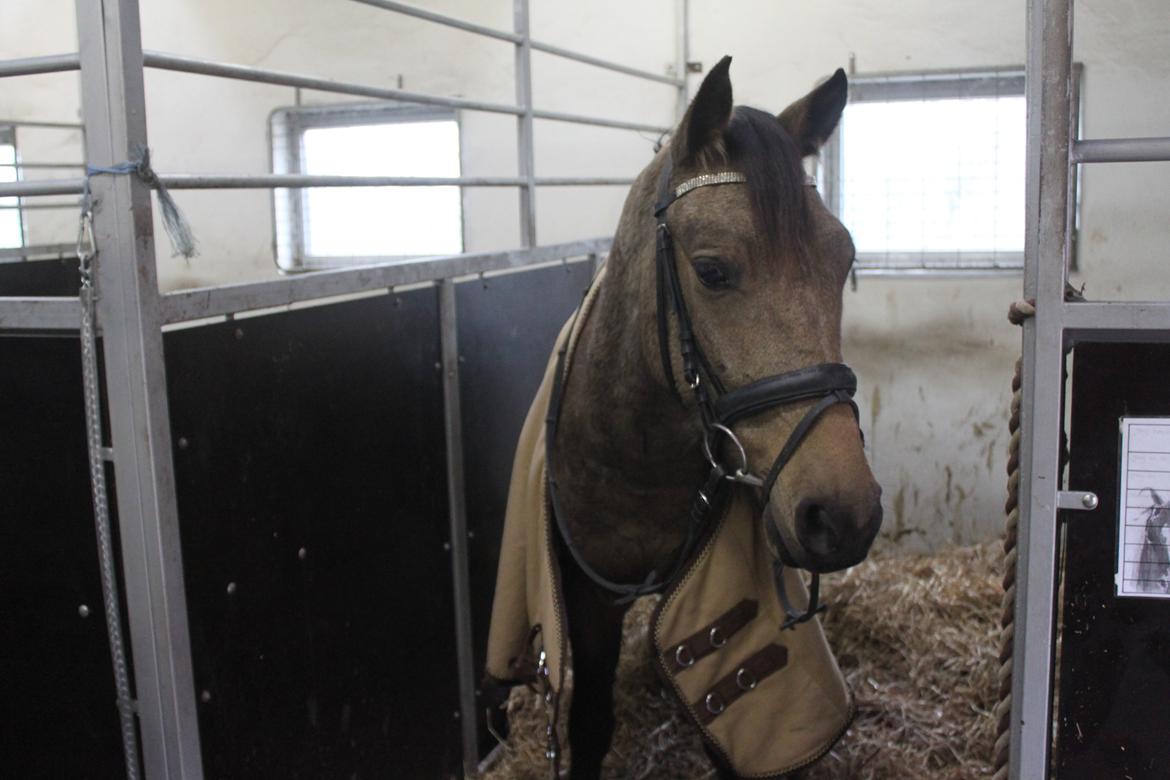 Anden særlig race Landlystes Prins Abbacus Valentino billede 13