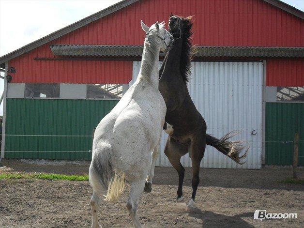 Barockpinto Diablo billede 13