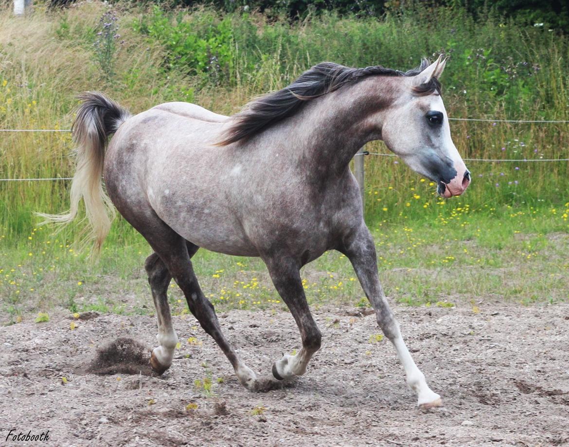Arabisk fuldblod (OX) Wilejka billede 2