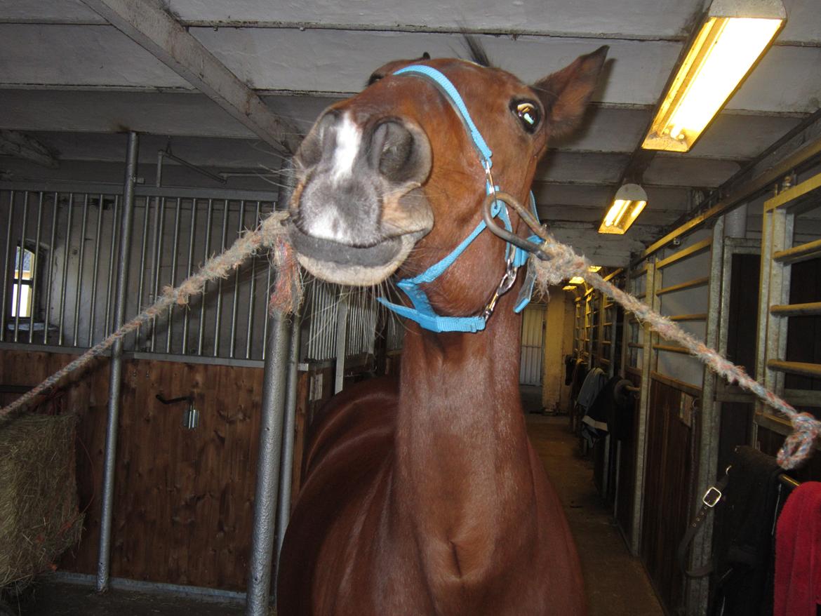 Traver Alex GT  hvil i fred <3 - nuur billede 10