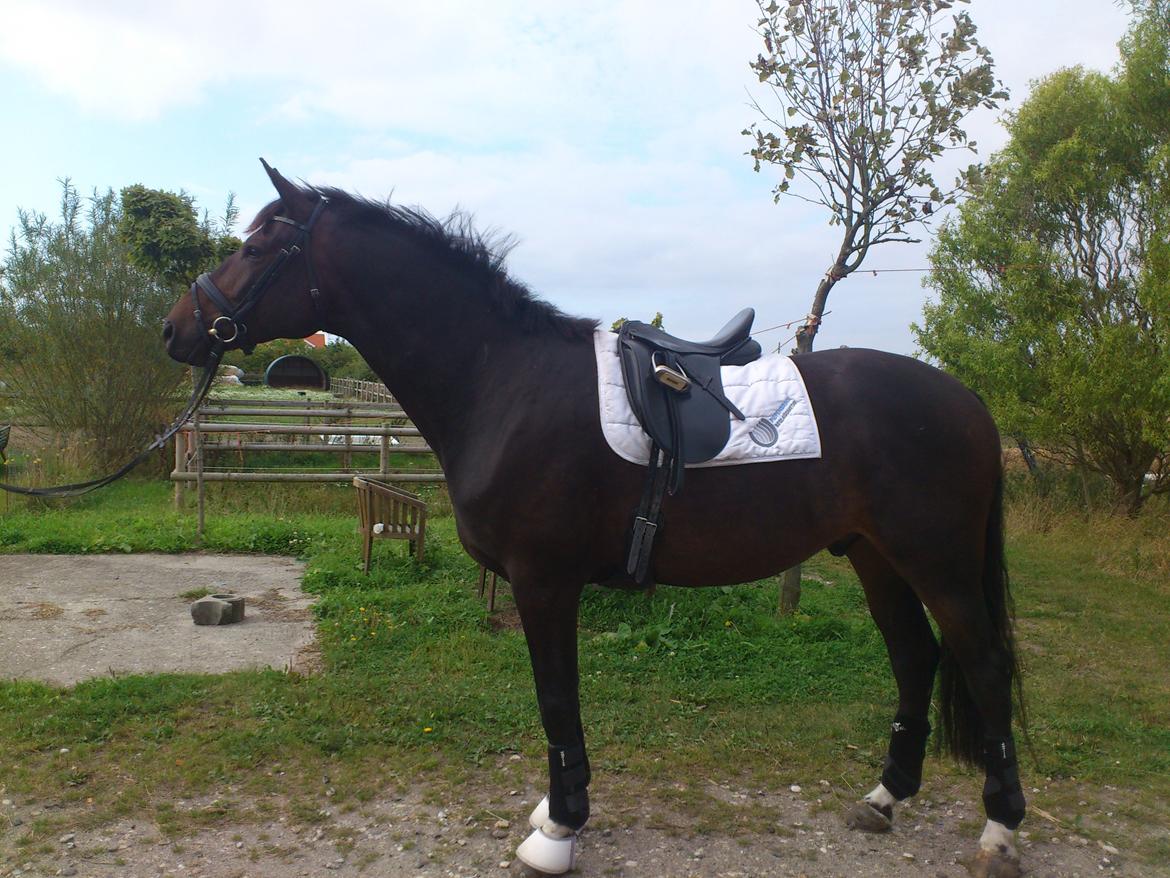 Dansk Varmblod Botelli - Så kan man vist ikke få det mere perfekt! billede 2