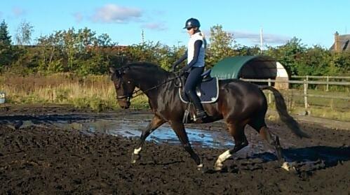 Dansk Varmblod Botelli - Smuk ekvipage billede 8