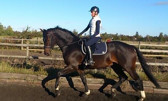 Dansk Varmblod Botelli - Det går fremad for hver dag. Botelli har været hos os 2 måneder billede 6