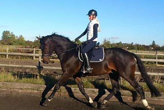 Dansk Varmblod Botelli - Smukke - begge to billede 1