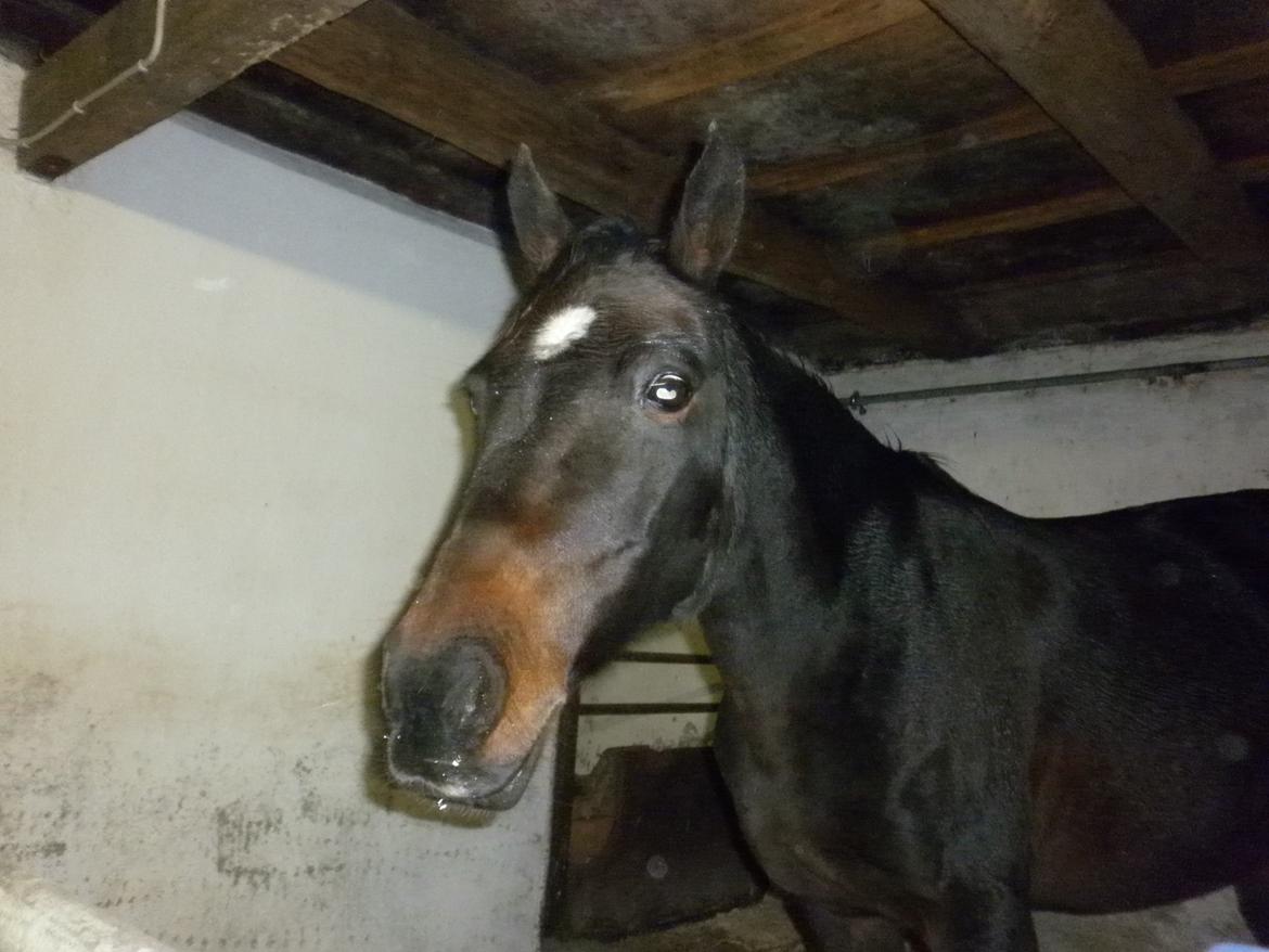 Anden særlig race *Fleur* billede 12