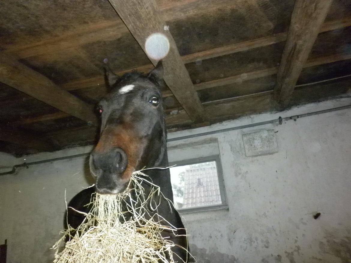 Anden særlig race *Fleur* billede 13