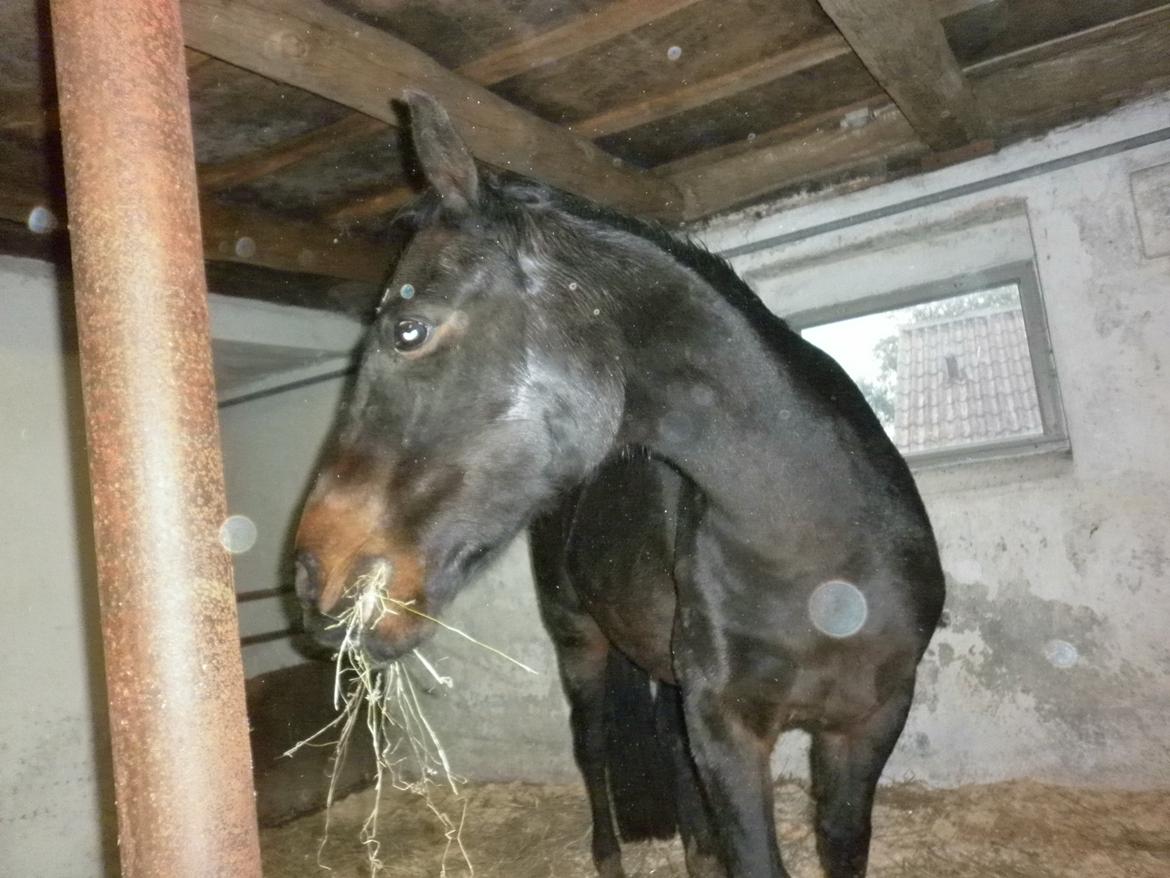 Anden særlig race *Fleur* billede 14