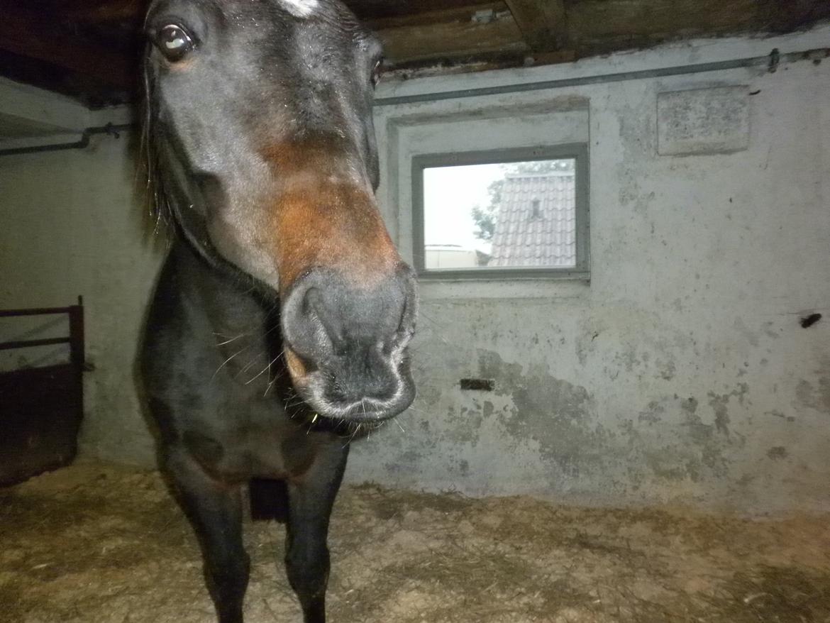 Anden særlig race *Fleur* billede 15