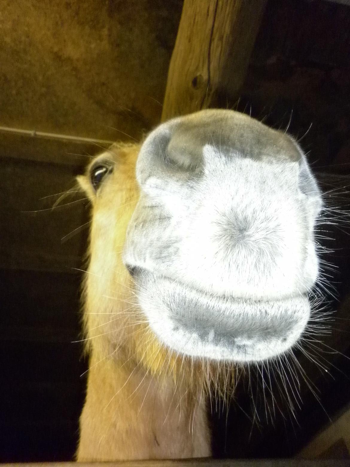 Fjordhest Julius billede 14