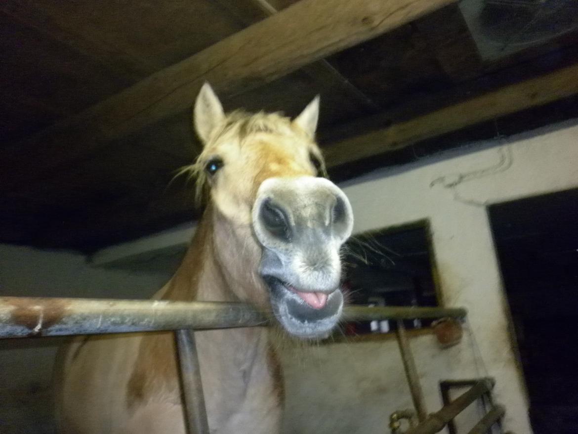 Fjordhest Julius billede 15