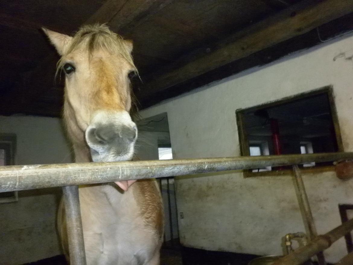 Fjordhest Julius billede 16