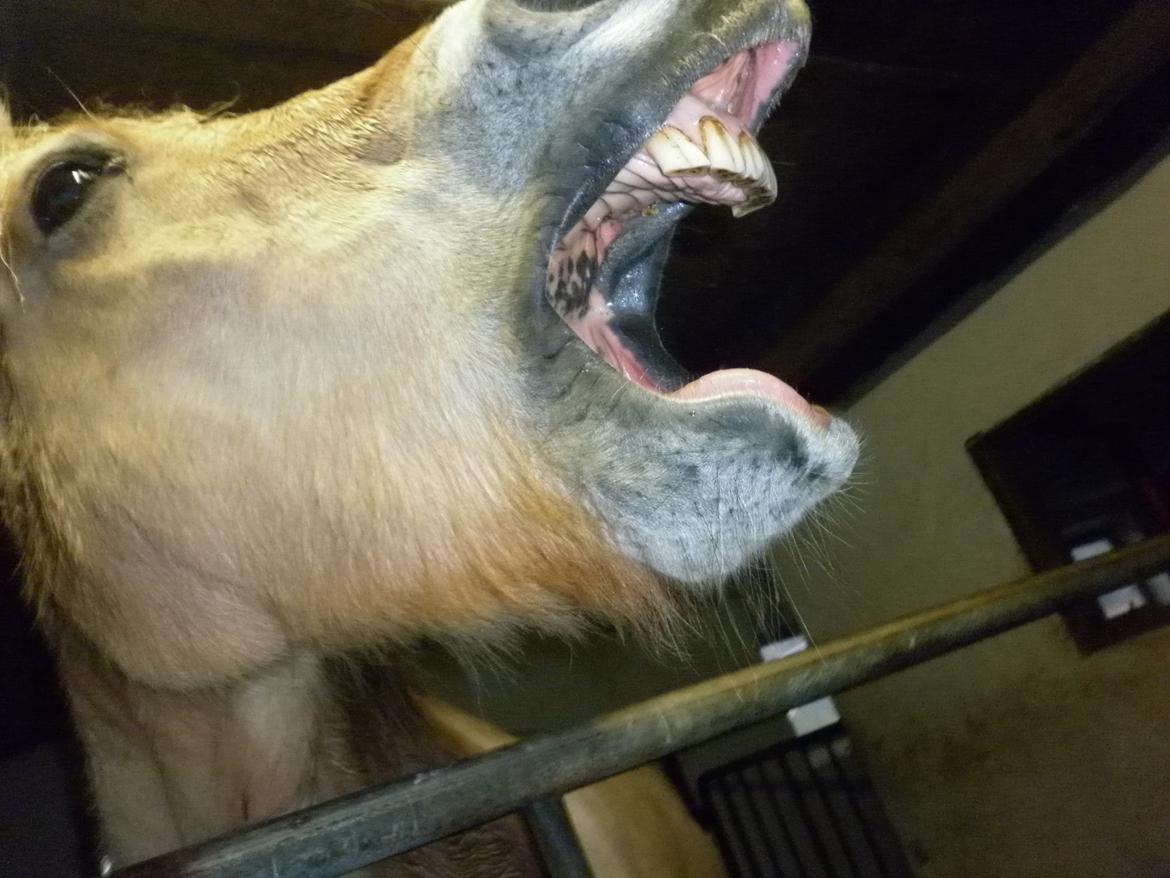 Fjordhest Julius billede 17