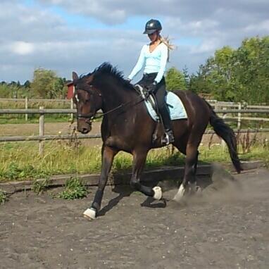 Dansk Varmblod Botelli billede 5