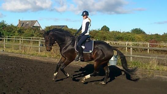 Dansk Varmblod Botelli - Flot galop billede 4