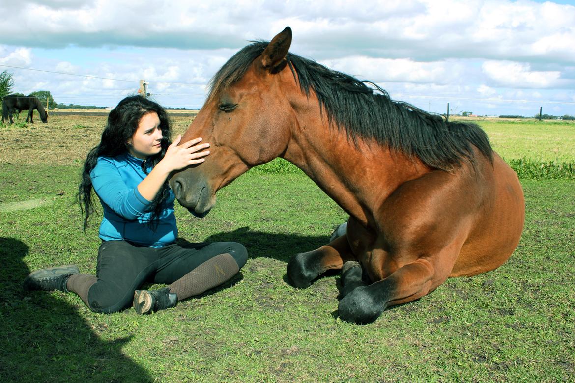 Dansk Varmblod Largo - Den blide kæmpe tager sig en middagslur <3 billede 2