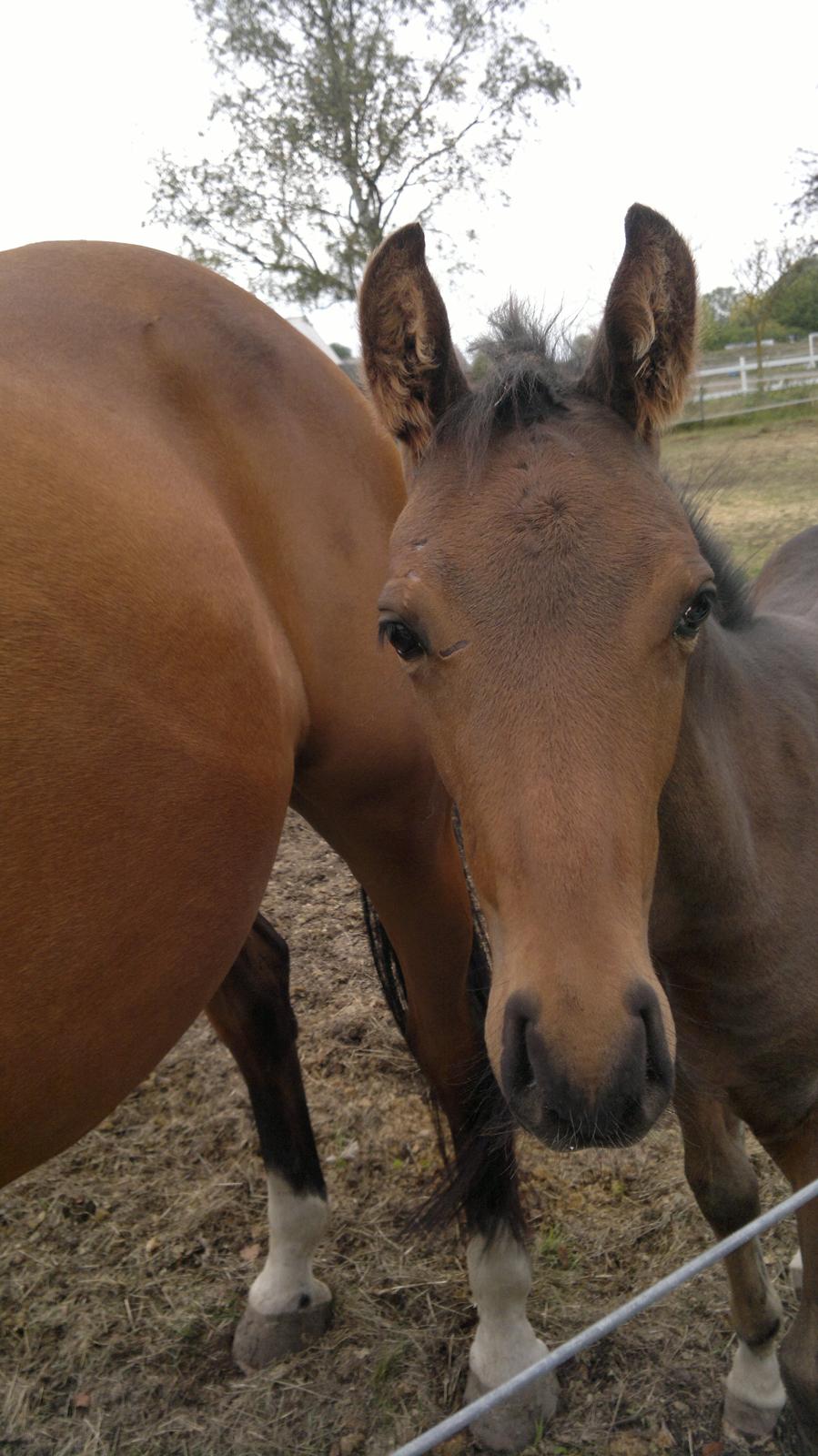 Hannoveraner Fürst Fernando billede 13