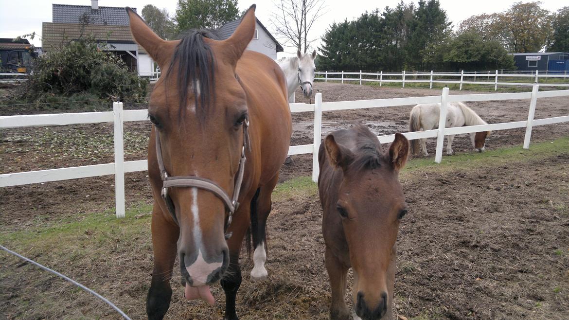 Hannoveraner Fürst Fernando billede 16