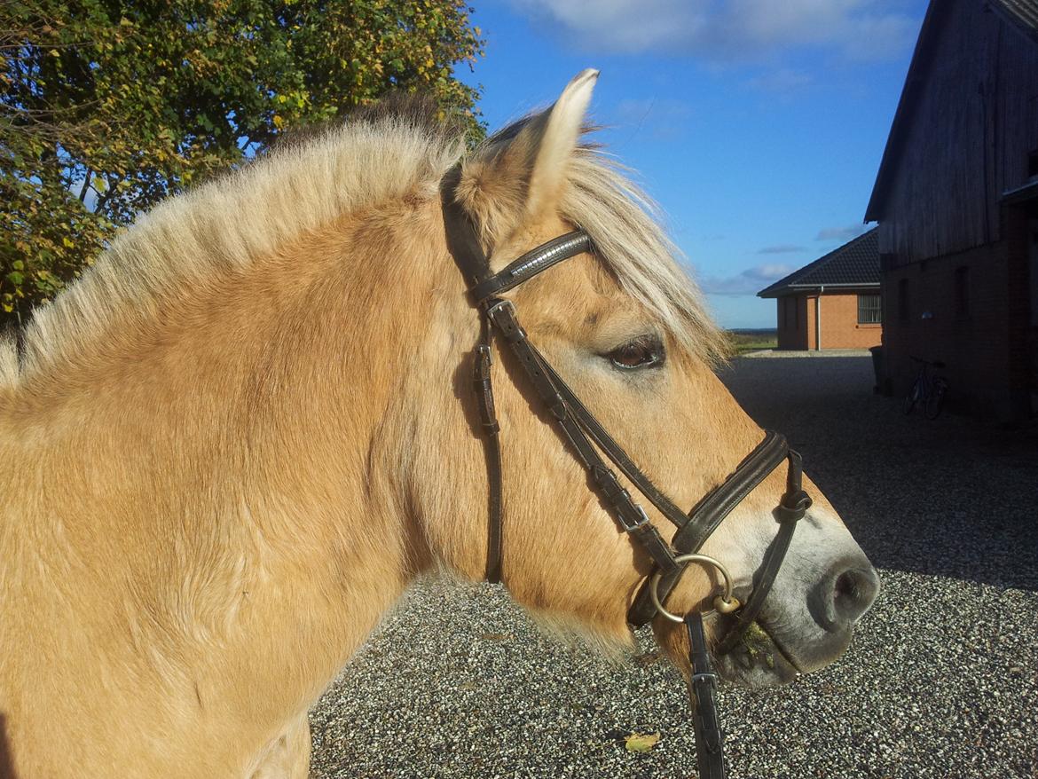 Fjordhest Laban Alias 'Golden Flash' - Så lækker en pony jeg har! 
Laban, du er den bedste! <3 billede 11