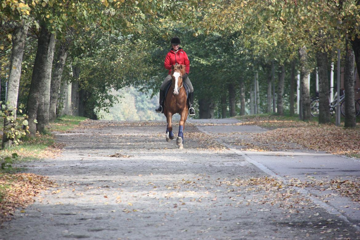 Anden særlig race Armarni billede 16