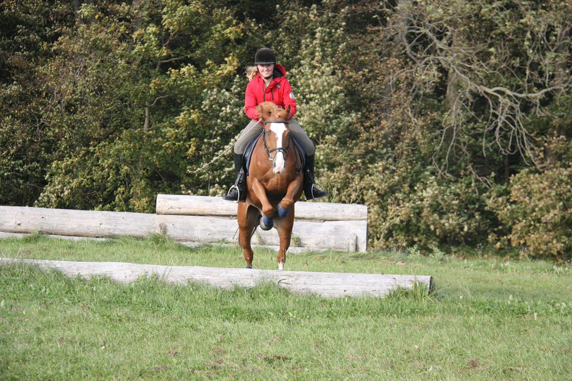 Anden særlig race Armarni billede 18
