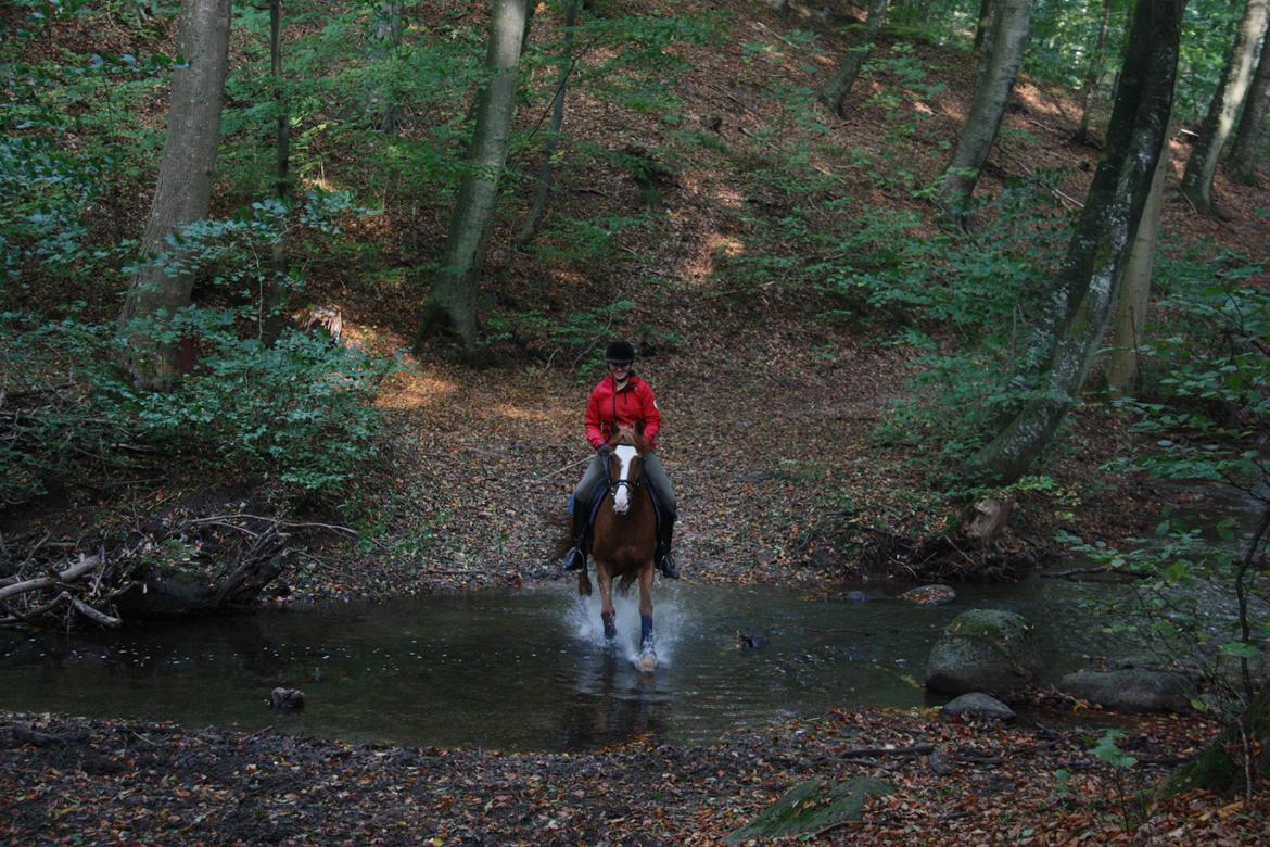 Anden særlig race Armarni billede 20