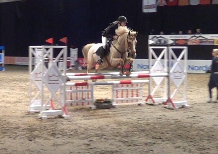 Palomino Tarzan <3 - JBK horseshow 2012, 6 plads ud af 71 ryttere!<3
Verdens bedste pony!!!! billede 10