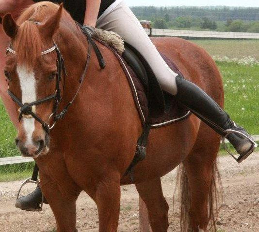 Anden særlig race Tarzan SOLGT - Foto: Ladelund rideklub billede 2