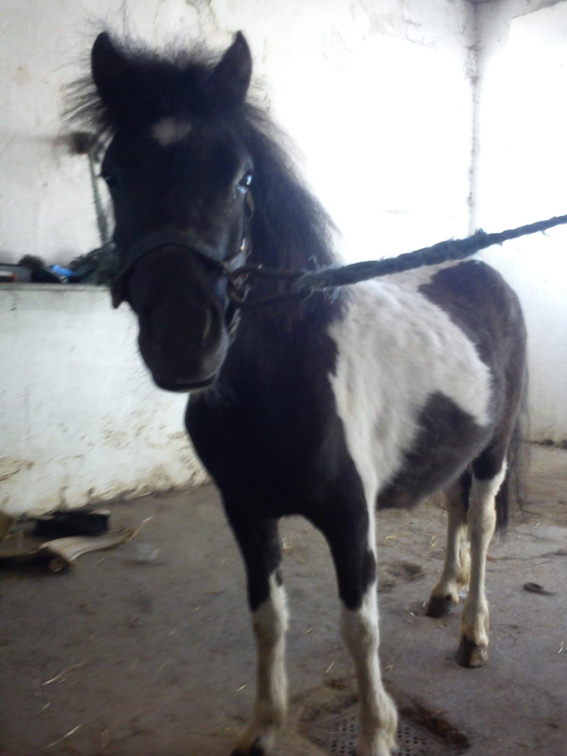 Miniature Sarah billede 10